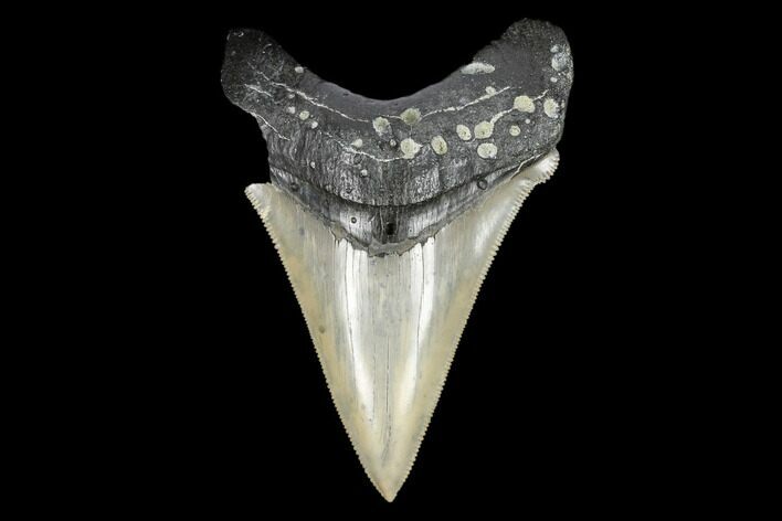 Serrated, Fossil Chubutensis Tooth - Aurora, North Carolina #176585